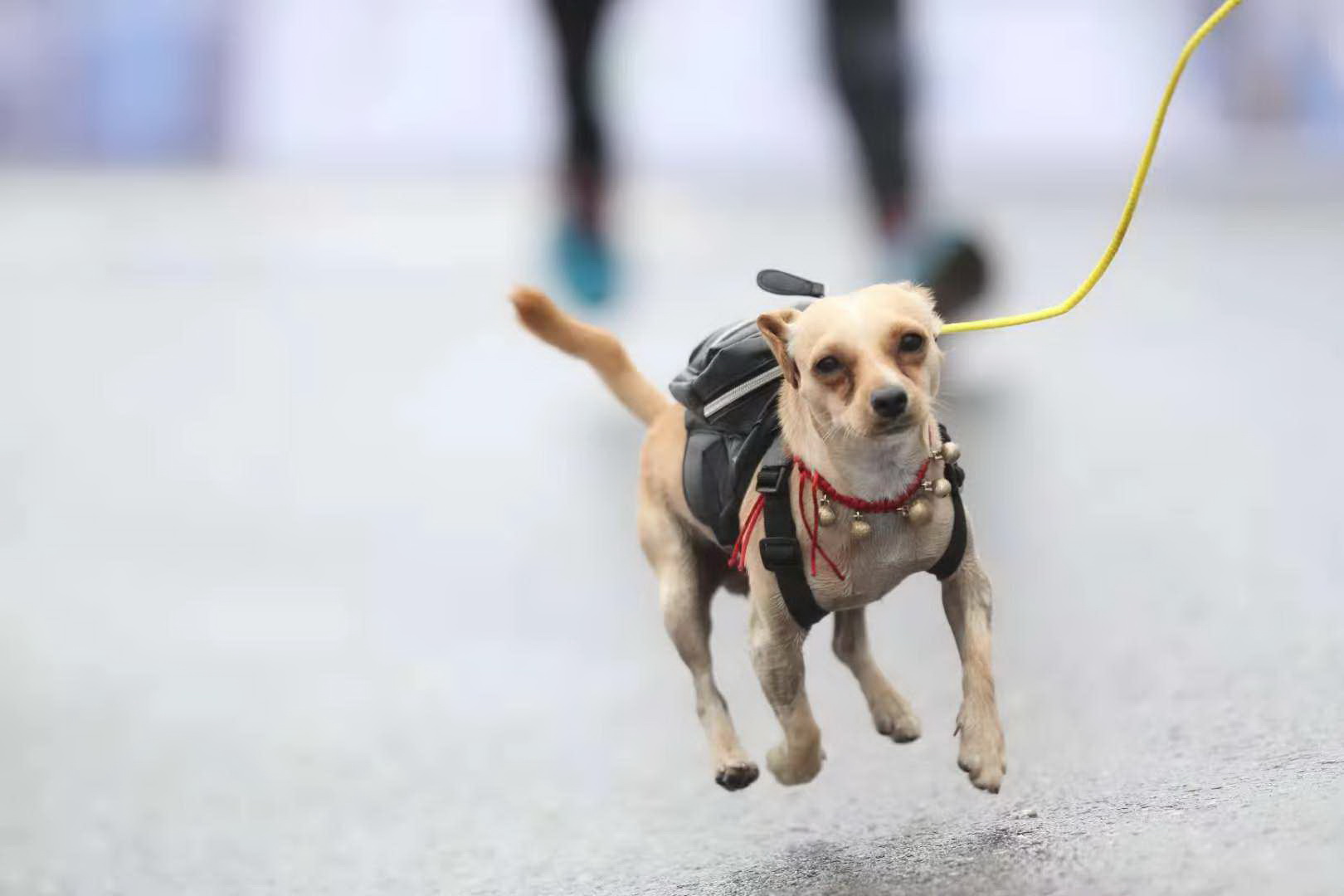 开云平台-包含非洲选手实力横扫，势不可挡的词条