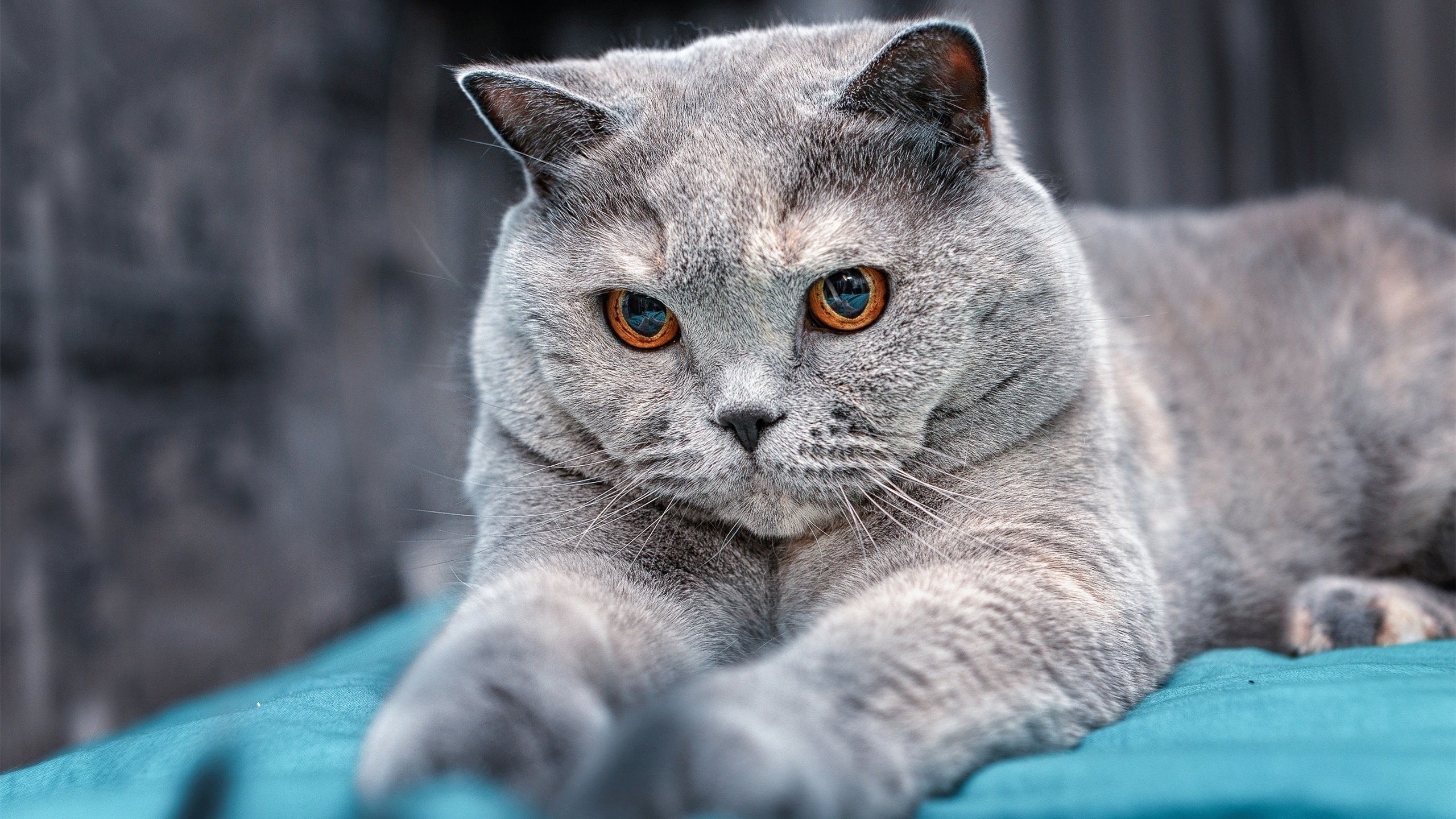 班凯罗神迹现！森林狼钢铁碰撞间险胜公牛，巅峰对决改写格局