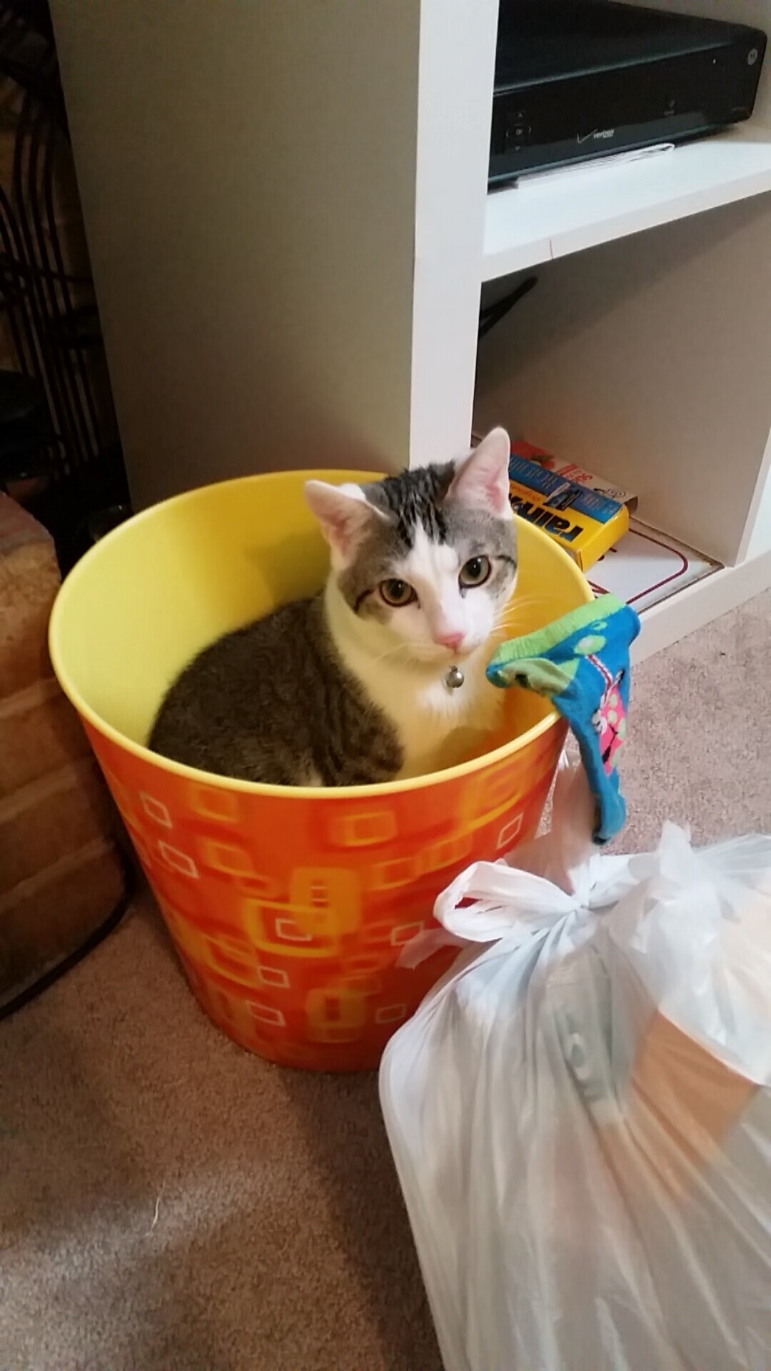 绿茵交响乐，阿劳霍如何在美国与埃及的战术风暴中执棒指挥