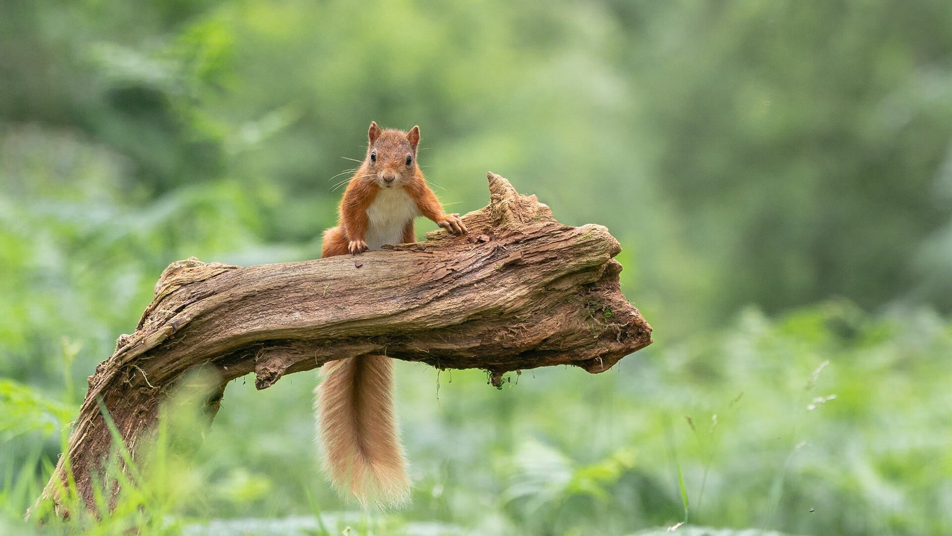 开云体育app-戈麦斯狂暴撕裂防线，瑞典补时绝杀荷兰上演惊天逆转