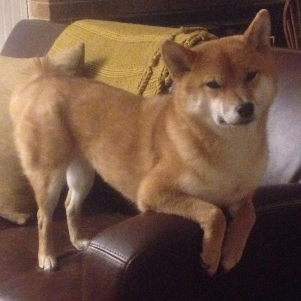 开云APP-骑士箭雨破长人，东契奇时光魔法，跨越海洋的篮球胜利哲学