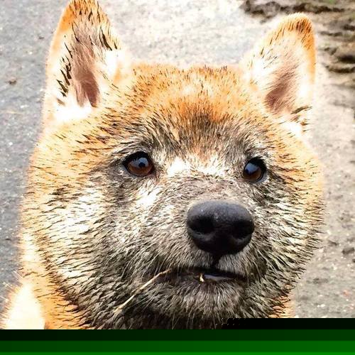 东方绿鹰翱翔加勒比,关键先生马丁内利闪耀,沙特踏平洪都拉斯