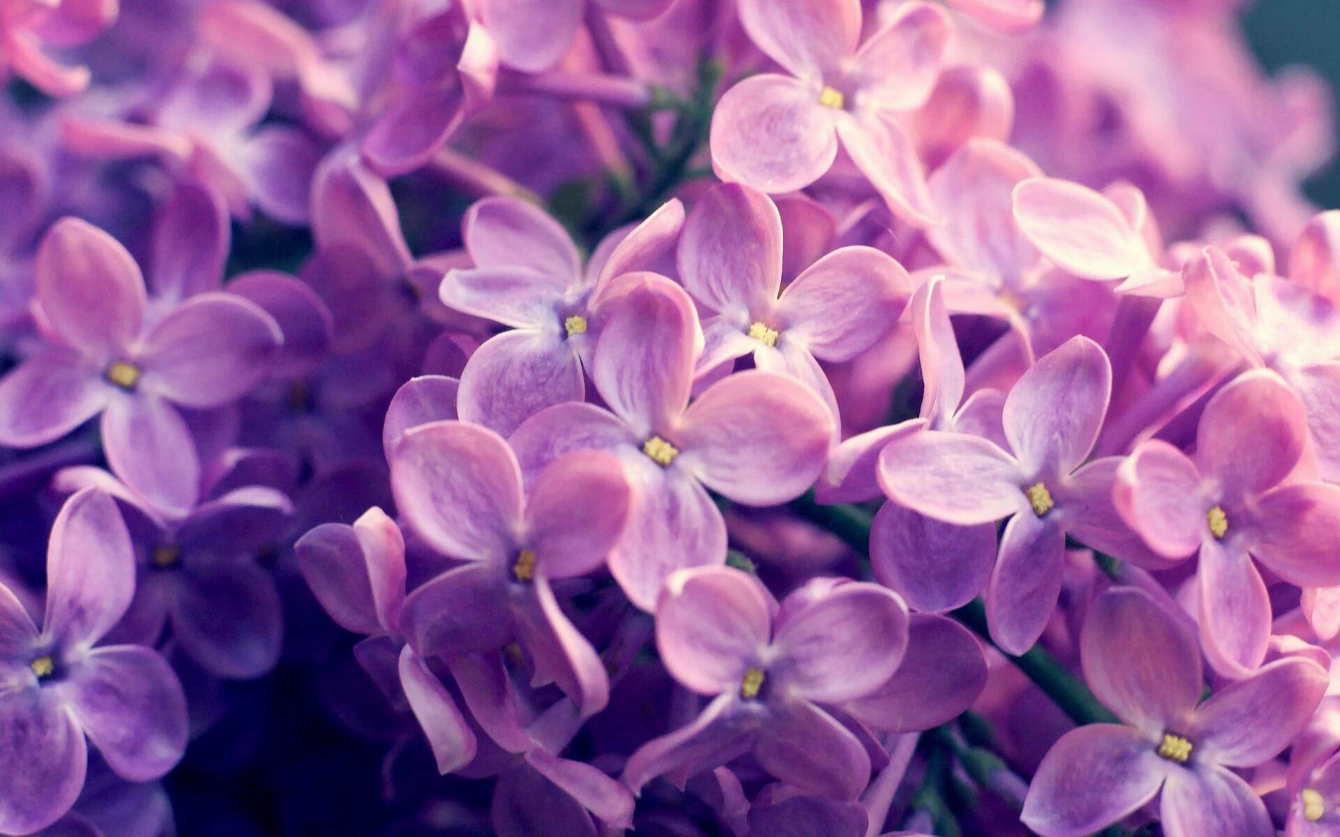 开云体育在线-掘金强势击败广厦展统治力，布伦森欧冠半决赛独舞定乾坤