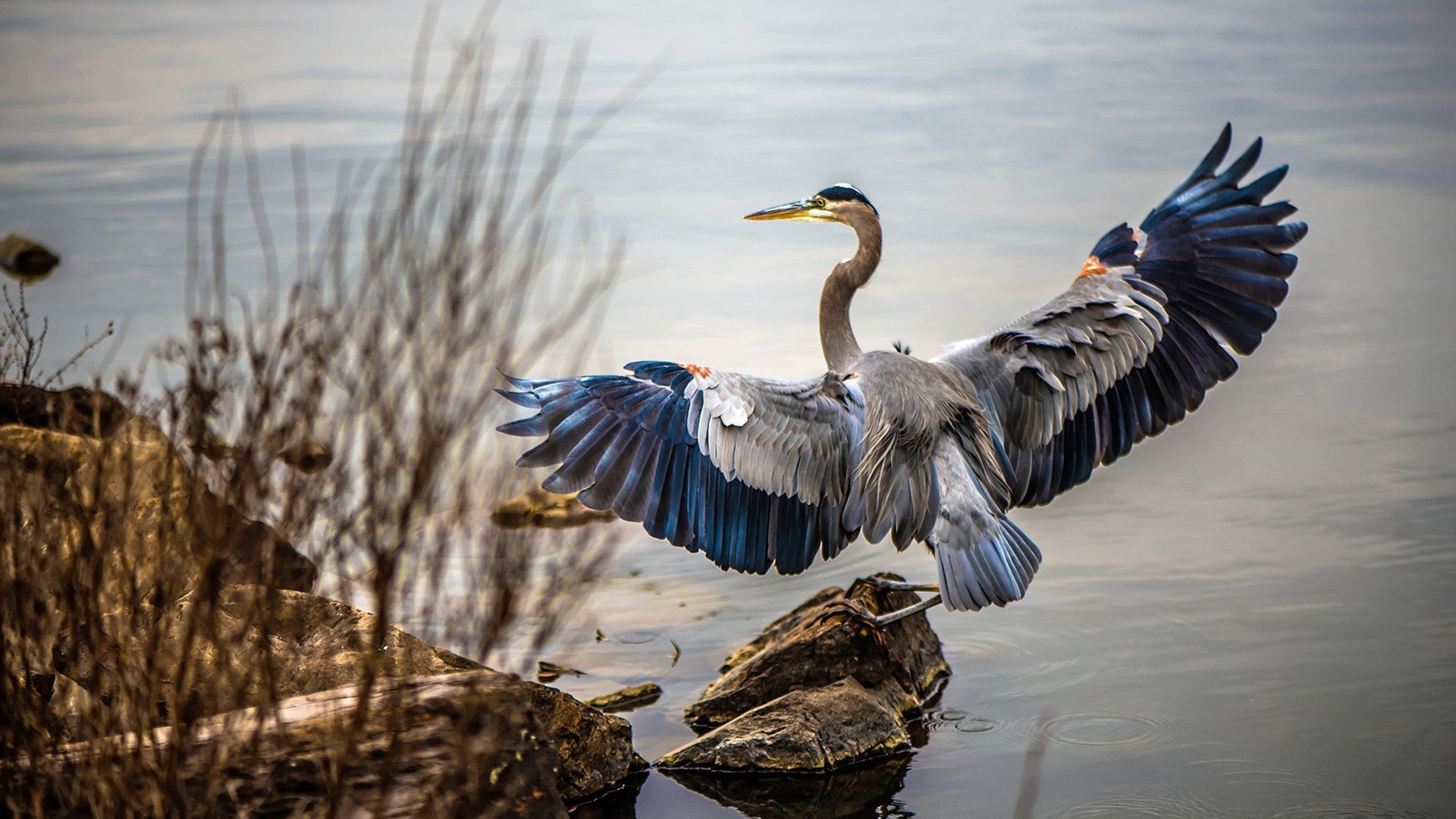 布伦森41分导演末节逆转，国际热身赛见证NBA级主宰力