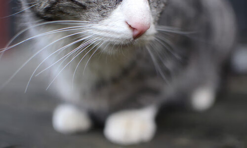 开云体育-东瀛风暴侵袭红龙，斯通斯绝杀定乾坤