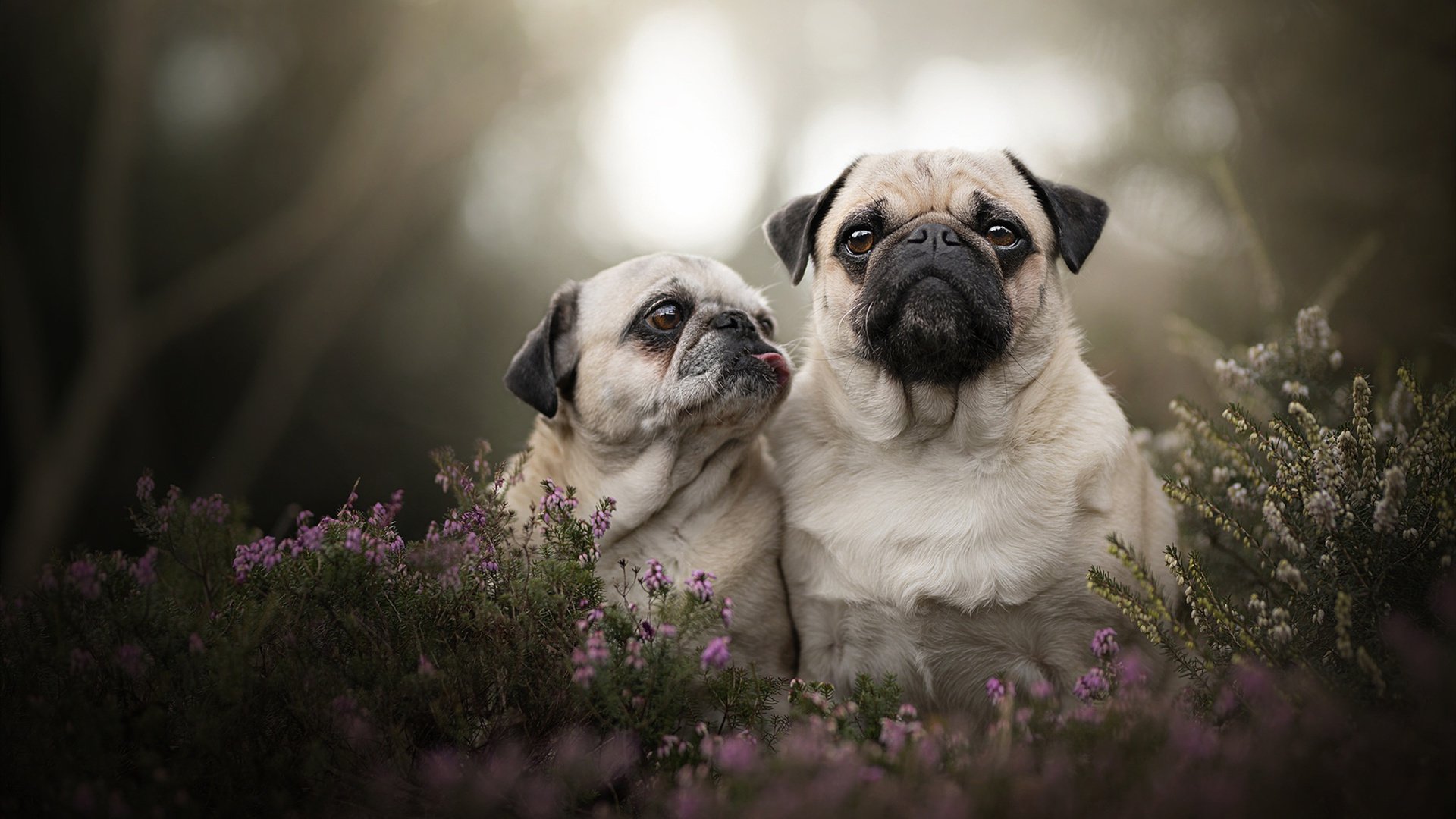 铁血新贵对垒东欧铁骑，欧冠决赛的战术绞杀与意志较量
