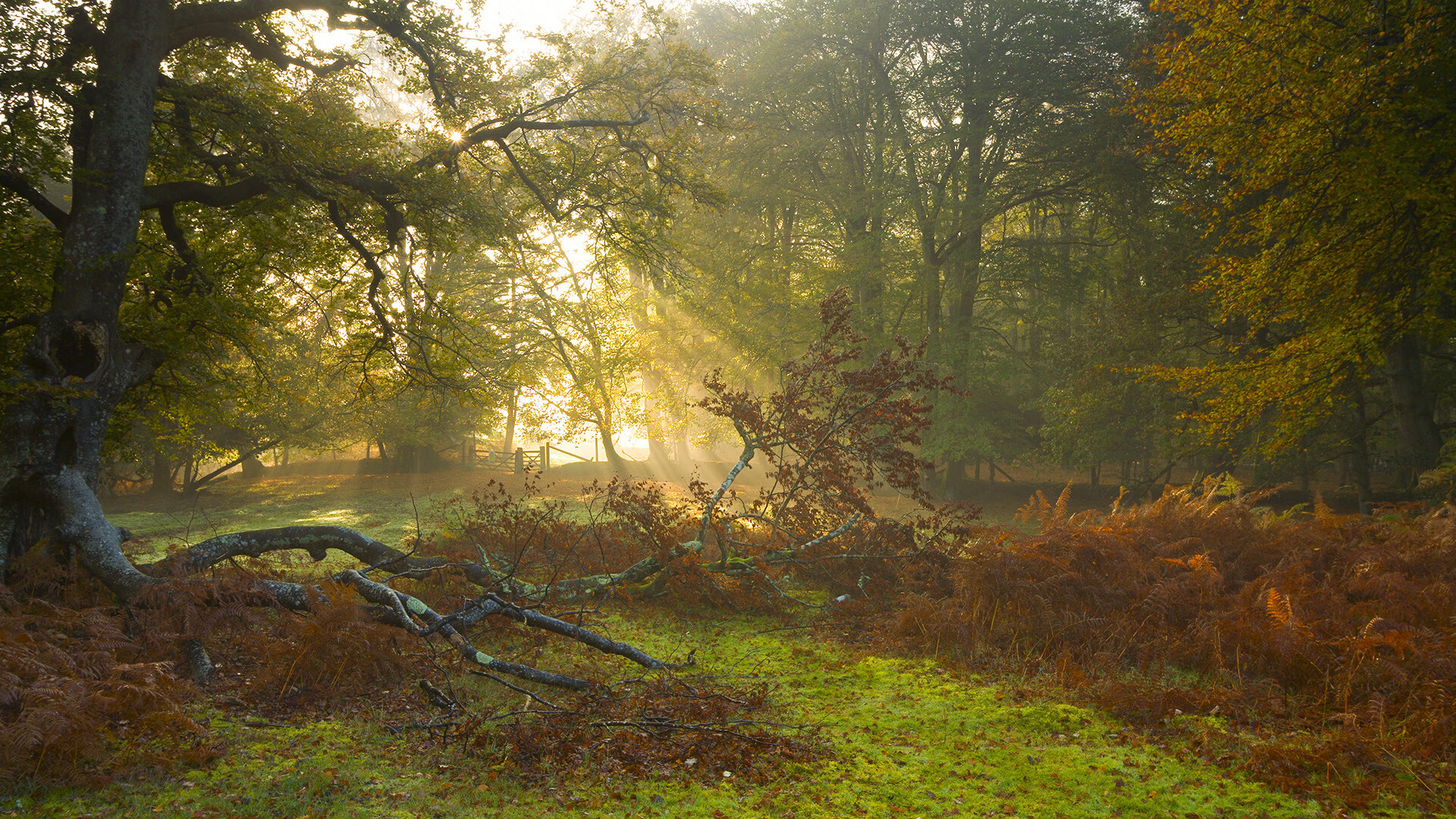 开云体育在线-孔德制胜表现引爆全场，哥斯达黎加一波流攻势终结冰岛悬念
