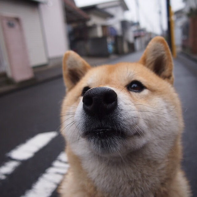 广厦熄绿,贝恩斩落连胜传奇