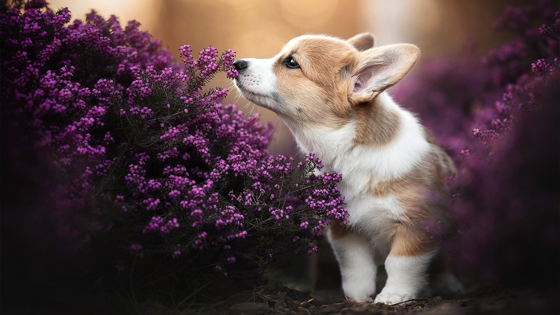 英雄与团队,阿拉巴的欧冠之夜与亚特兰大的传奇时刻