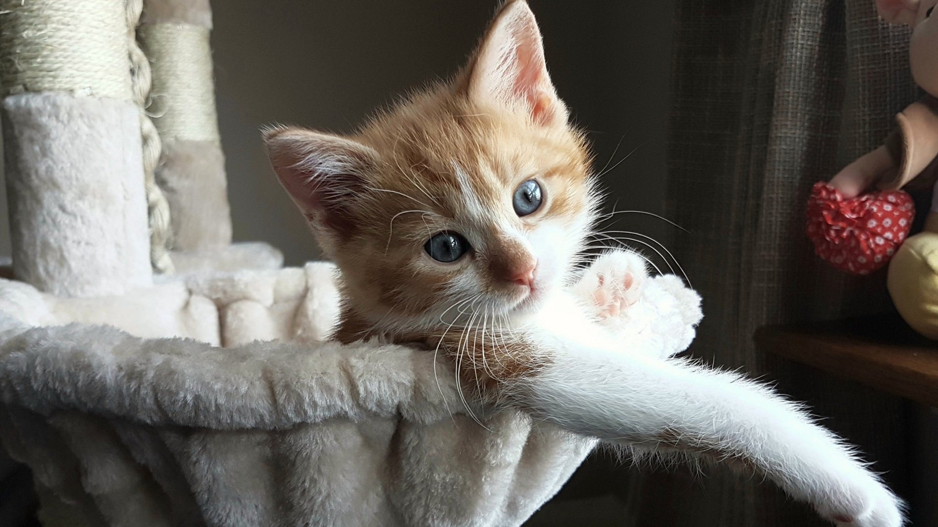 月光洒满安联，那个夜晚，凯恩完成了他漫长的自我跋涉