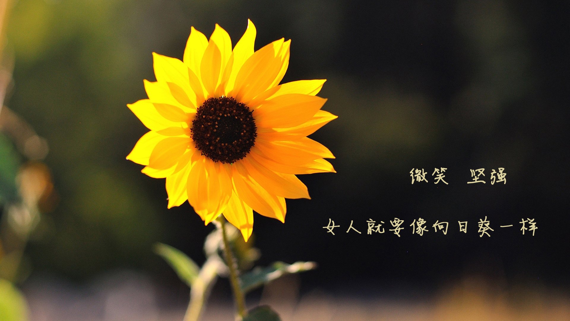 开云体育下载-冰火协奏曲，当新疆冰川融化尼克斯，克莱在季后赛烽火中重铸金身